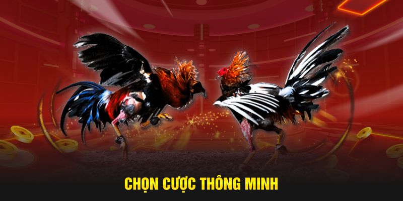 Chọn cược thông minh tại nền tảng