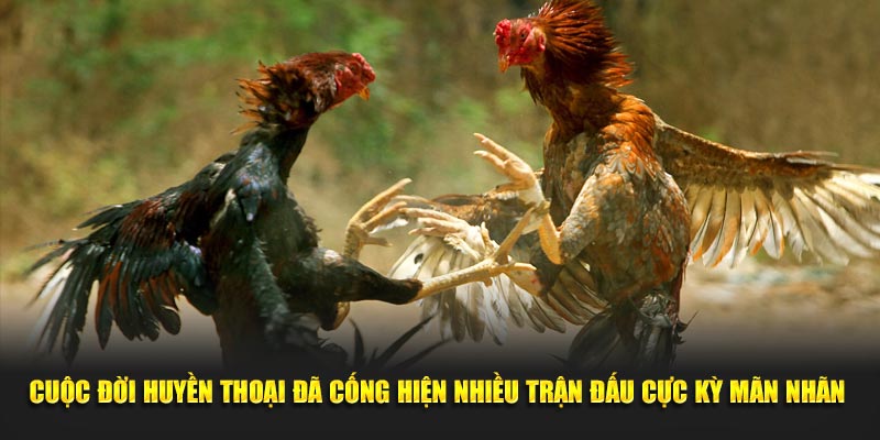 Cuộc đời huyền thoại đã cống hiện nhiều trận đấu cực kỳ mãn nhãn 