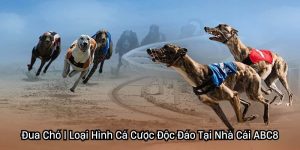 Đua Chó | Loại Hình Cá Cược Độc Đáo Tại Nhà Cái ABC8