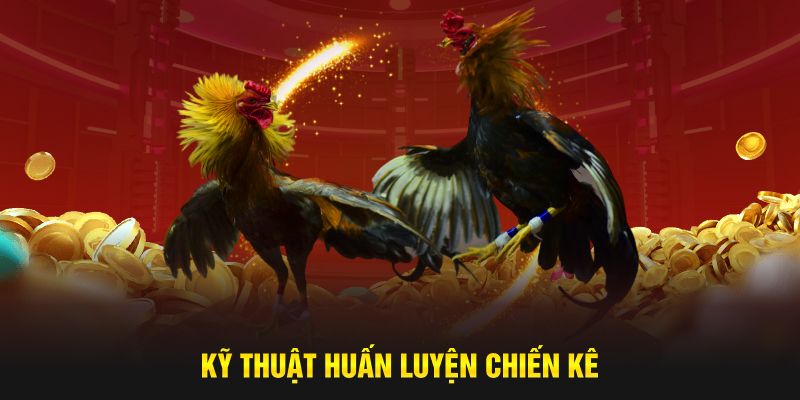 Kỹ thuật huấn luyện chiến kê hiệu quả