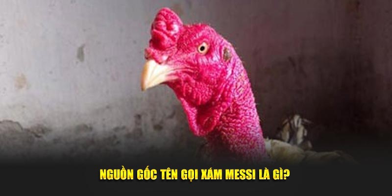 Nguồn gốc tên gọi Xám Messi là gì? 